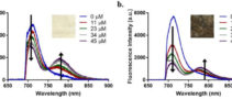 Illustration of the FRET responses that occurred as 10 μΜ AF-700-PEG was introduced to increasing concentrations of AF-750-ConA and held within microcentrifuge tubes that were then placed beneath rat skin samples of (a) lighter and (b) darker pigmentations. The pigmentations are displayed within each graph.